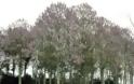 Παουλόβνια: Τι είναι αυτό το δένδρο που θεωρείται καλλιέργεια του μέλλοντος και δίνει έως και 12.000 ευρώ το στρέμμα - Φωτογραφία 4