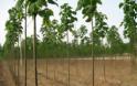 Παουλόβνια: Τι είναι αυτό το δένδρο που θεωρείται καλλιέργεια του μέλλοντος και δίνει έως και 12.000 ευρώ το στρέμμα - Φωτογραφία 9