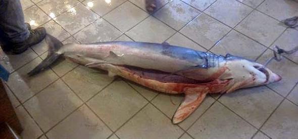 Δείτε τον καρχαρία εξήντα κιλών που έπιασε ψαράς στο Θρακικό Πέλαγος... [photo] - Φωτογραφία 2