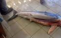 Δείτε τον καρχαρία εξήντα κιλών που έπιασε ψαράς στο Θρακικό Πέλαγος... [photo] - Φωτογραφία 2