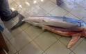 Ψαράς από την Κομοτηνή έπιασε.... καρχαρία 60 κιλών ανοιχτά του Θρακικού Πελάγους