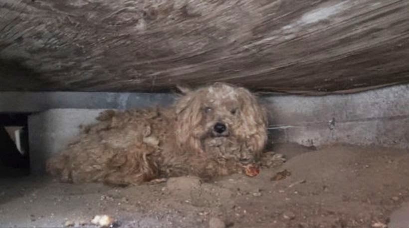 Σκύλος περίμενε για πάνω από ένα χρόνο το νεκρό αφεντικό του κάτω από ένα υπόστεγο [video + photos] - Φωτογραφία 1