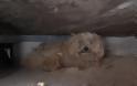 Σκύλος περίμενε για πάνω από ένα χρόνο το νεκρό αφεντικό του κάτω από ένα υπόστεγο [video + photos] - Φωτογραφία 2