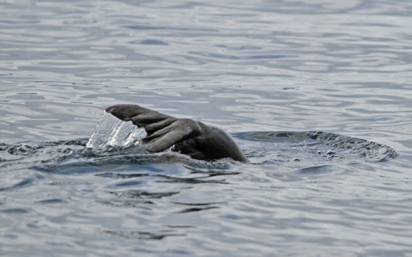 Οι φωτογραφίες της ημέρας: Η στιγμή που φώκια πιάνει το γεύμα της στη θάλασσα του Ιονίου! - Φωτογραφία 2