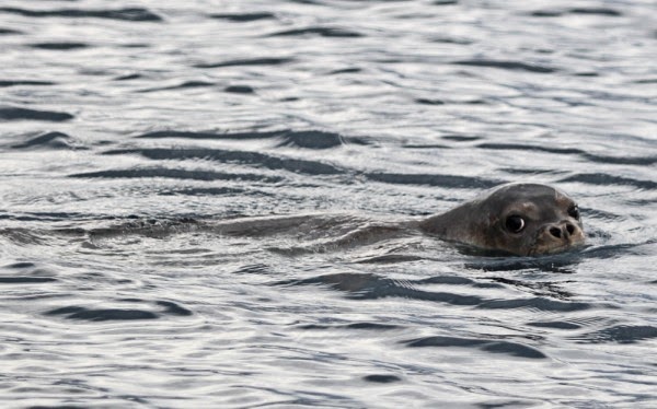 Οι φωτογραφίες της ημέρας: Η στιγμή που φώκια πιάνει το γεύμα της στη θάλασσα του Ιονίου! - Φωτογραφία 3