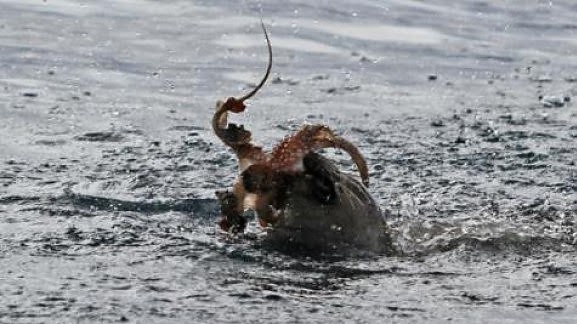 Οι φωτογραφίες της ημέρας: Η στιγμή που φώκια πιάνει το γεύμα της στη θάλασσα του Ιονίου! - Φωτογραφία 4