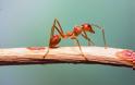 Μπορούν τα μυρμήγκια να εξαφανίσουν τα υπερβακτήρια;