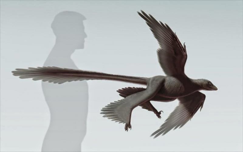 Ανακαλύφθηκε νέο είδος φτερωτού δεινόσαυρου στην Κίνα - Φωτογραφία 1