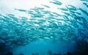 Απειλή για τα ψάρια της Μεσογείου η υπεραλίευση