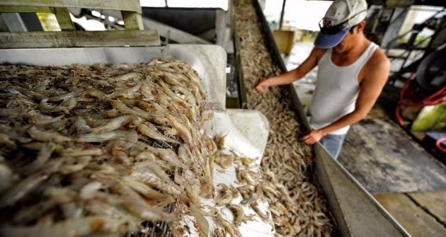 Προβληματισμό στις αρμόδιες αρχές αλλά και στους αλιείς του Αμβρακικού συνεχίζει να προκαλεί η παράνομη αλιεία γαρίδας - Φωτογραφία 1