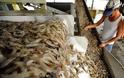 Προβληματισμό στις αρμόδιες αρχές αλλά και στους αλιείς του Αμβρακικού συνεχίζει να προκαλεί η παράνομη αλιεία γαρίδας