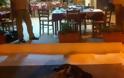 Σοκ στην Εύβοια - Ιδιοκτήτης ταβέρνας σκότωσε αδέσποτο με μία καρέκλα! - Φωτογραφία 1