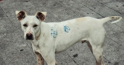 Σκυλιά εστία μόλυνσης στο κέντρο της Λάρισας - Φωτογραφία 1