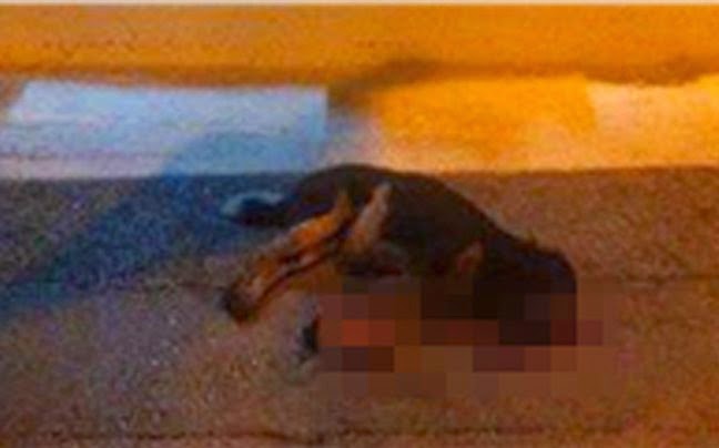 Αυτό είναι το άτυχο σκυλάκι που σκότωσε ιδιοκτήτης ταβέρνας... [photo] - Φωτογραφία 1