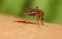 Tι είναι ο ιός Τσικουνγκούνια που μεταδίδεται με τα κουνούπια
