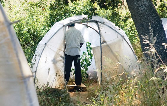 ΕΞΑΘΛΙΩΣΗ ΚΑΙ ΦΟΒΟΣ ΣΤΙΣ ΦΑΒΕΛΕΣ ΤΗΣ ΜΑΝΩΛΑΔΑΣ - Φωτογραφία 2