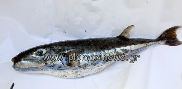 ΔΕΙΤΕ: Το επικίνδυνο ψάρι ξαναχτυπά... [photo] - Φωτογραφία 2
