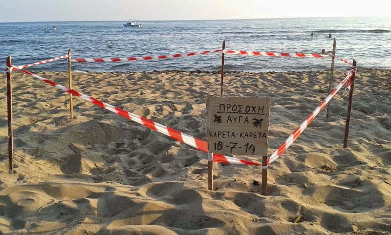 Χελώνα Καρέτα-Καρέτα γέννησε τα αυγά της στην παραλία της Σπιάντζας - Φωτογραφία 1