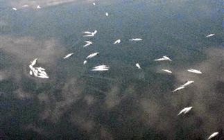 Εκατοντάδες νεκρά ψάρια στη λίμνη Βιστωνίδας... - Φωτογραφία 1