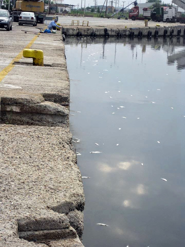 Εκατοντάδες νεκρά ψάρια στη λίμνη Βιστωνίδας... - Φωτογραφία 2
