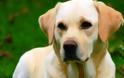 Άγνωστος πυροβόλησε και σκότωσε αδέσποτο σκυλί σε χωριό της Ευρυτανίας