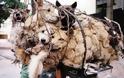 Σφάζουν και πουλάνε σκύλους στο κέντρο της Αθήνας