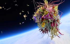 Μπονζάι και λουλούδια εκτοξεύονται στο Διάστημα ως τέχνη - Φωτογραφία 1