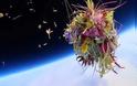 Μπονζάι και λουλούδια εκτοξεύονται στο Διάστημα ως τέχνη