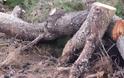 Πανικός από πτώση μεγάλου πεύκου στα Ψηλαλώνια της Πάτρας [photos]