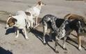Καταδίκη για κακοποίηση σκύλου: Ποινή 1 έτος φυλάκιση και 5000 € πρόστιμο
