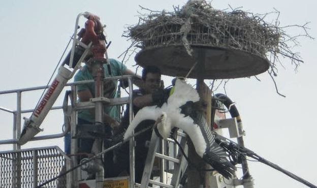 Διάσωση πελαργών που είχαν μπλεχτεί σε καλώδια της ΔΕΗ στη Λαμία [photos] - Φωτογραφία 1