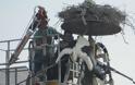 Διάσωση πελαργών που είχαν μπλεχτεί σε καλώδια της ΔΕΗ στη Λαμία [photos]