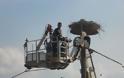 Διάσωση πελαργών που είχαν μπλεχτεί σε καλώδια της ΔΕΗ στη Λαμία [photos] - Φωτογραφία 2