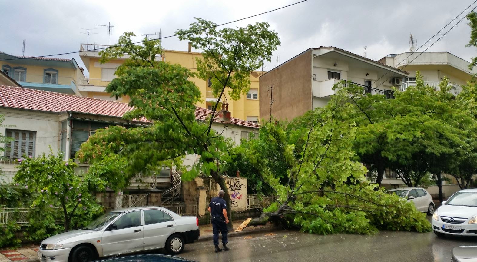 Κοζάνη: Έπεσε δέντρο από τον αέρα στην οδό 3ης Σεπτεμβρίου [photos] - Φωτογραφία 1