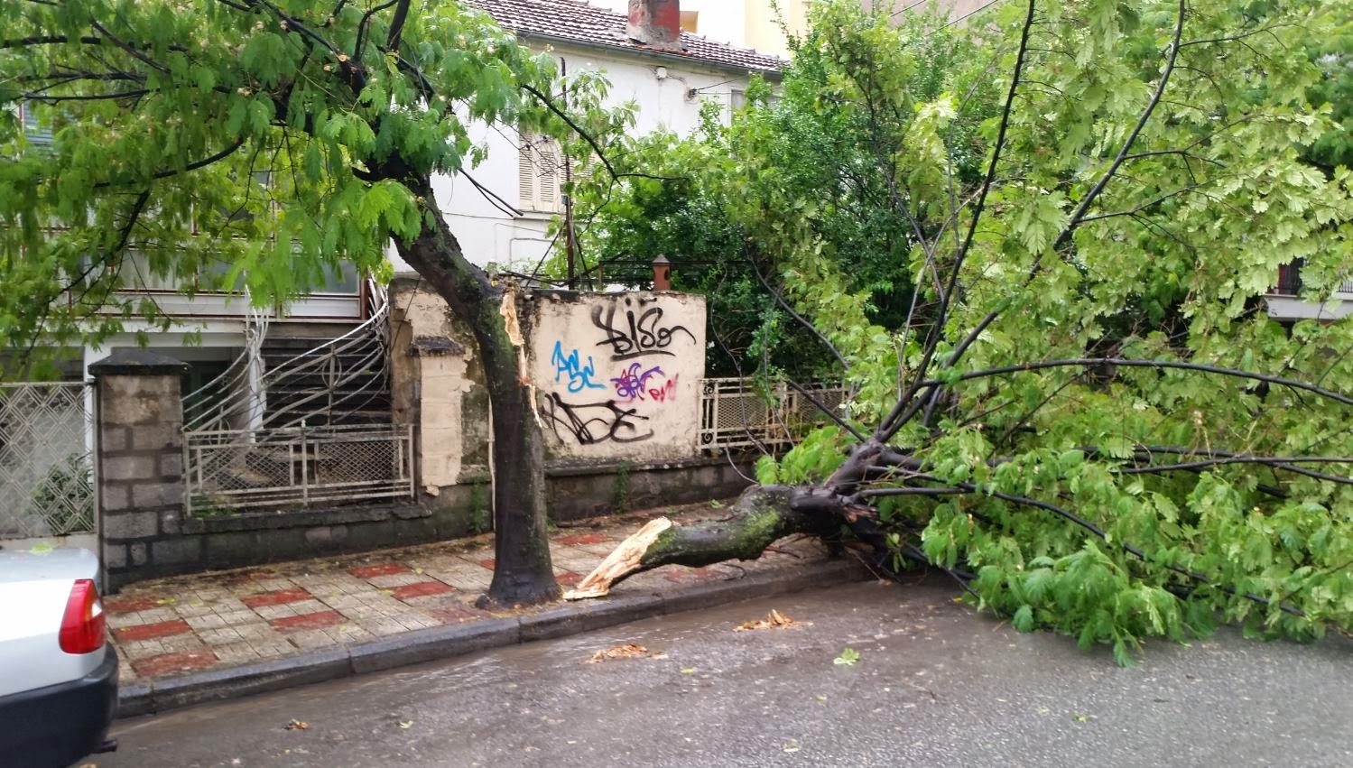 Κοζάνη: Έπεσε δέντρο από τον αέρα στην οδό 3ης Σεπτεμβρίου [photos] - Φωτογραφία 2