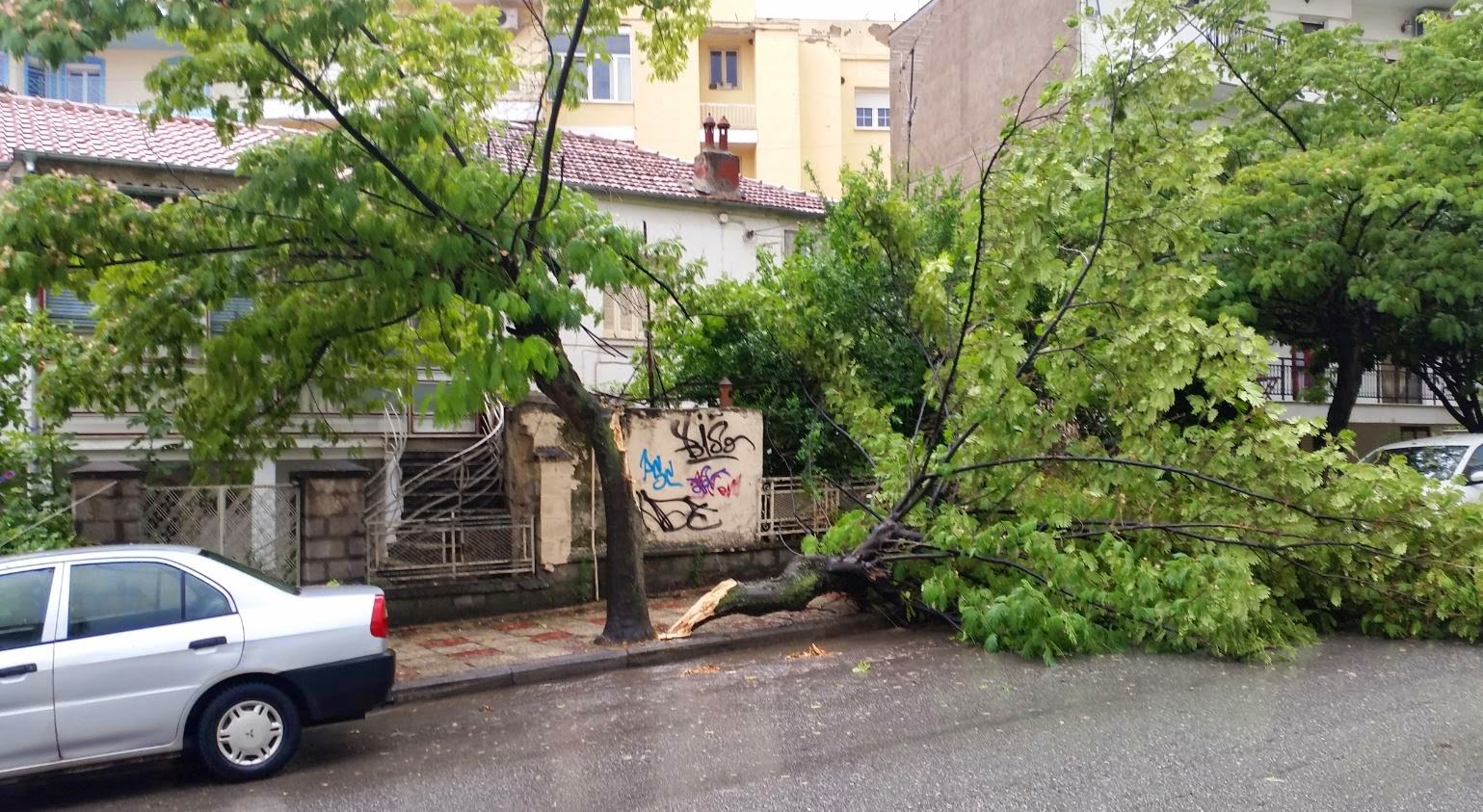 Κοζάνη: Έπεσε δέντρο από τον αέρα στην οδό 3ης Σεπτεμβρίου [photos] - Φωτογραφία 3