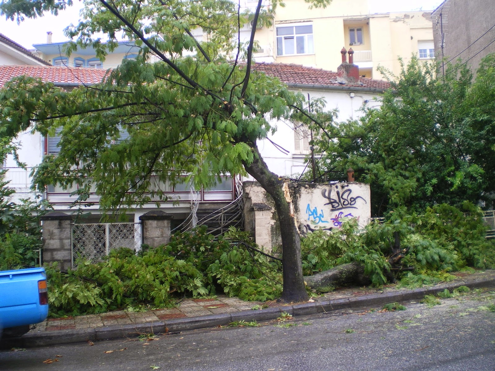 Κοζάνη: Έπεσε δέντρο από τον αέρα στην οδό 3ης Σεπτεμβρίου [photos] - Φωτογραφία 4