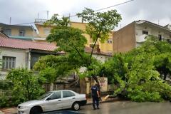 Κοζάνη: Έπεσε δέντρο από τον αέρα στην οδό 3ης Σεπτεμβρίου [photos]