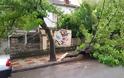 Κοζάνη: Έπεσε δέντρο από τον αέρα στην οδό 3ης Σεπτεμβρίου [photos] - Φωτογραφία 2