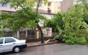 Κοζάνη: Έπεσε δέντρο από τον αέρα στην οδό 3ης Σεπτεμβρίου [photos] - Φωτογραφία 3