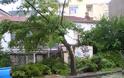 Κοζάνη: Έπεσε δέντρο από τον αέρα στην οδό 3ης Σεπτεμβρίου [photos] - Φωτογραφία 4