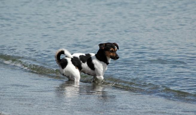 Δεκάλογος ορθής συμπεριφοράς για να έχετε τον σκύλο σας στην παραλία - Φωτογραφία 1