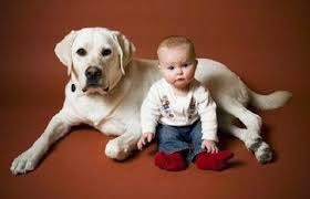 Οι σκύλοι ζηυλεύουν όπως ακριβώς και τα μωρά! - Φωτογραφία 1