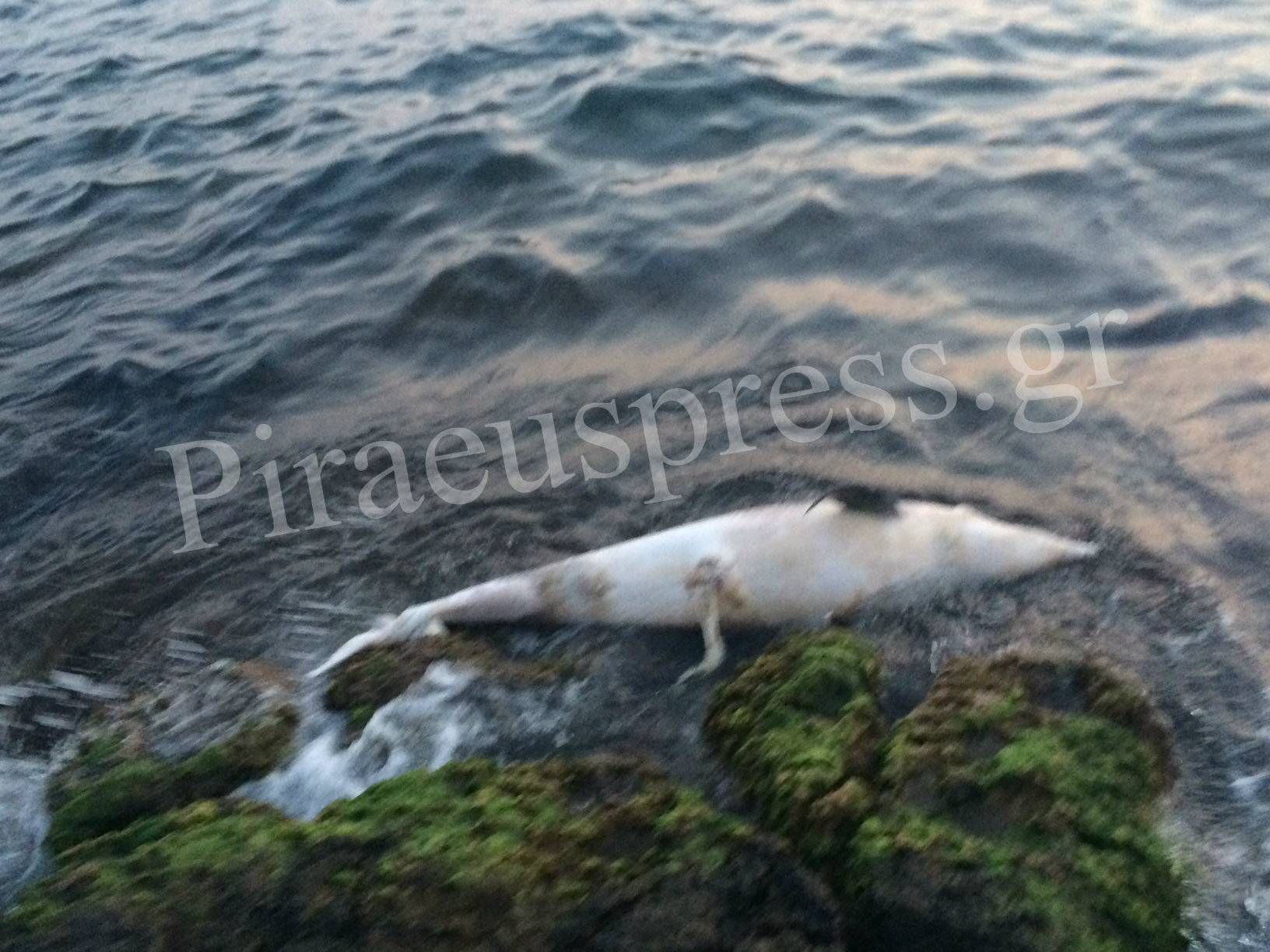 Νεκρό δελφίνι στα βράχια της Πειραϊκής! [photos] - Φωτογραφία 3