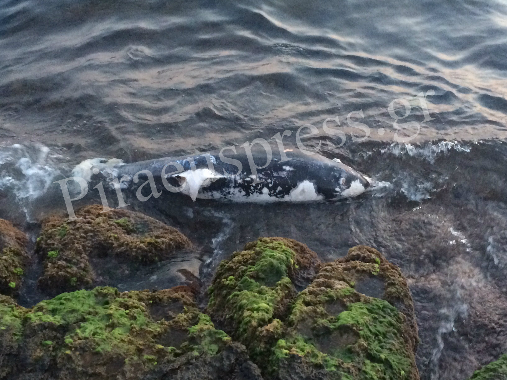Νεκρό δελφίνι στα βράχια της Πειραϊκής! [photos] - Φωτογραφία 5