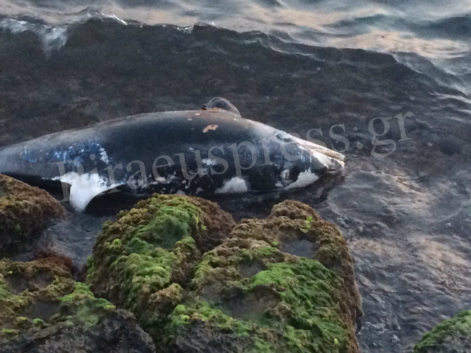 Νεκρό δελφίνι στα βράχια της Πειραϊκής! [photos] - Φωτογραφία 6