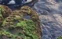 Νεκρό δελφίνι στα βράχια της Πειραϊκής! [photos]