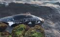 Νεκρό δελφίνι στα βράχια της Πειραϊκής! [photos] - Φωτογραφία 2