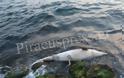 Νεκρό δελφίνι στα βράχια της Πειραϊκής! [photos] - Φωτογραφία 3