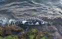 Νεκρό δελφίνι στα βράχια της Πειραϊκής! [photos] - Φωτογραφία 5